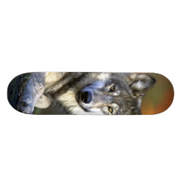 Grå varg - timmervarg - röd vargserie skateboard bräda 21,5 cm