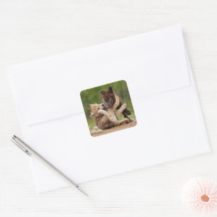 Grå vargvalpar bryter fyrkantigt klistermärke