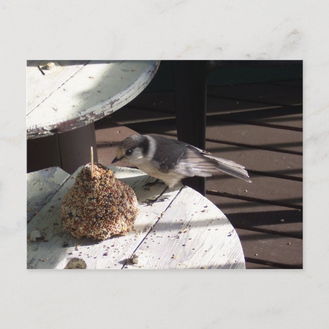 Gråa Jay och sätta en klocka på Vykort (Framsida)