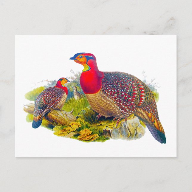 Gråbellig Tragopan Vykort (Framsida)