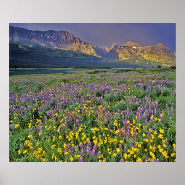 Gråblommor i glaciären poster (Framsidan)