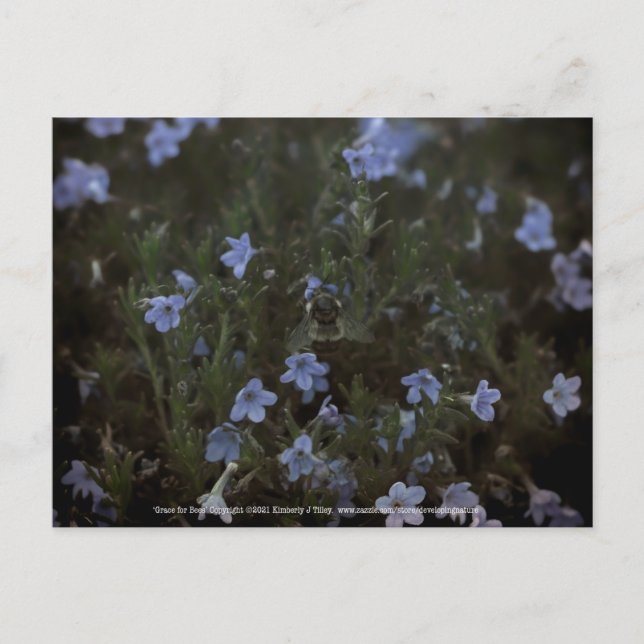 Grace for Bees Vykort (Framsida)