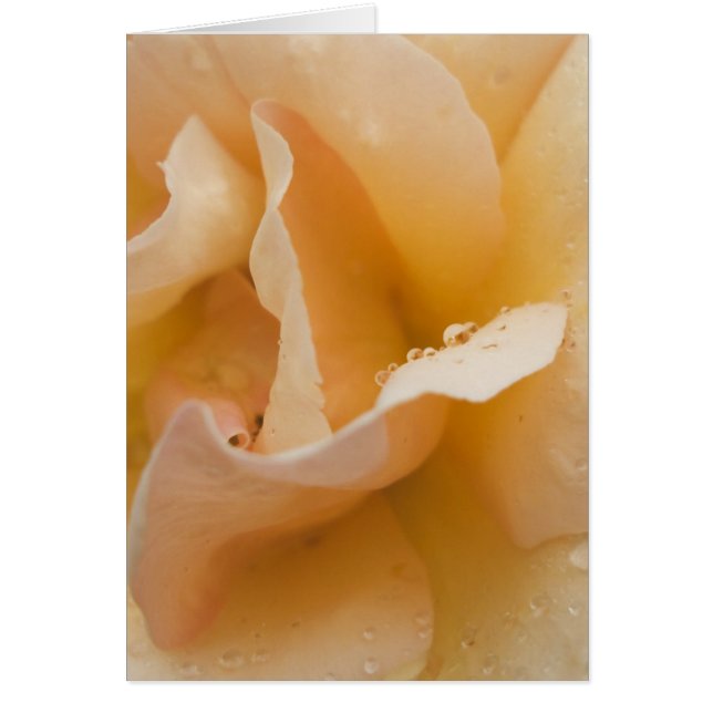 Grace har ett snyggt pekkort hälsningskort (Framsidan)