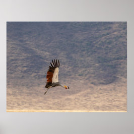 Grace in Flight - Grått Crowned Crane Poster