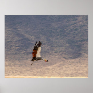 Grace in Flight - Grått Crowned Crane Poster