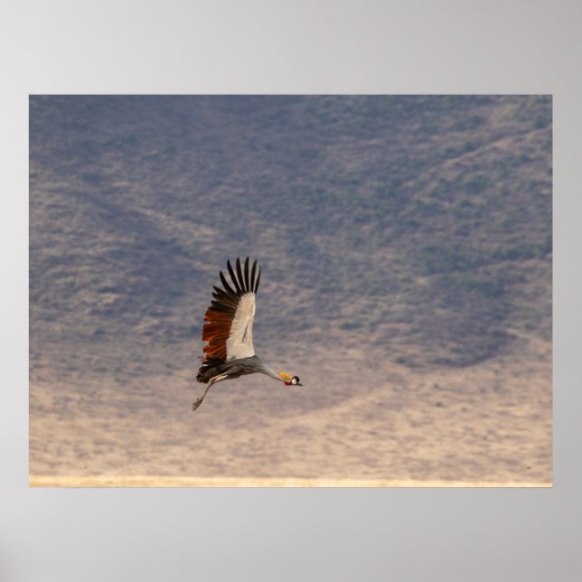 Grace in Flight - Grått Crowned Crane Poster (Framsidan)