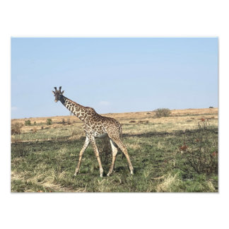 Grace in Motion – Afrikansk girafftryck Fototryck