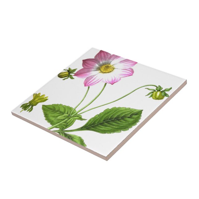 Grace Kakelplatta (Sidan)