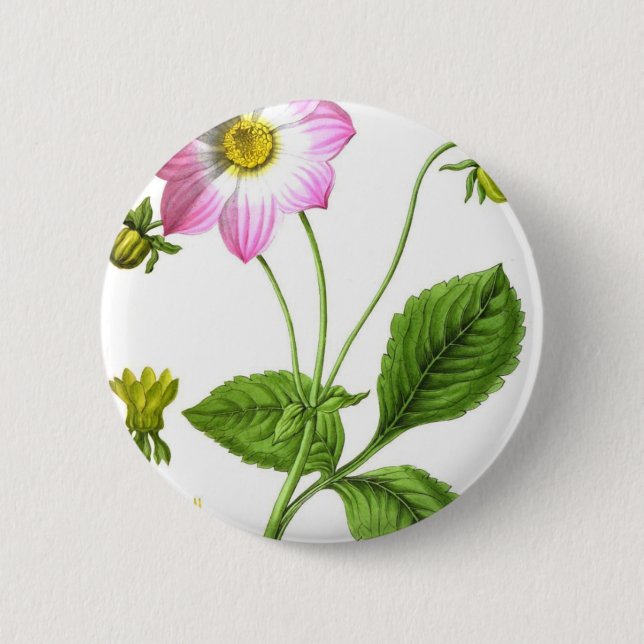 Grace Knapp (Framsida)