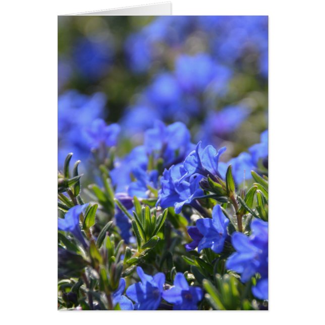 Grace Ward Flower Hälsningskort (Framsidan)