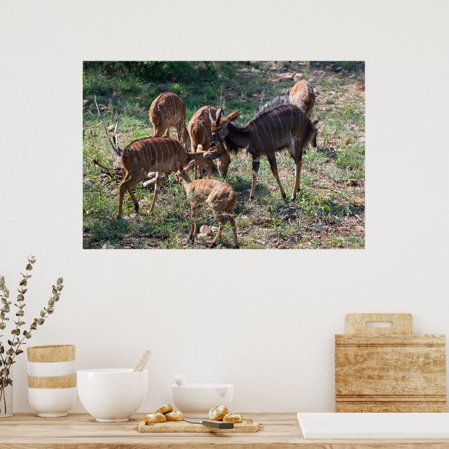 Graceful Nyala Antelope in Africa Poster (Kök)