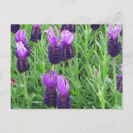 Grace's Lavender Postcard Vykort