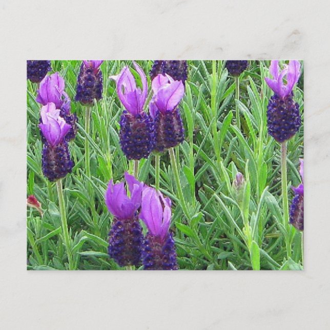 Grace's Lavender Postcard Vykort (Framsida)