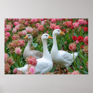 Gracful Geese in Blooming Garden Animal Lover Poster
