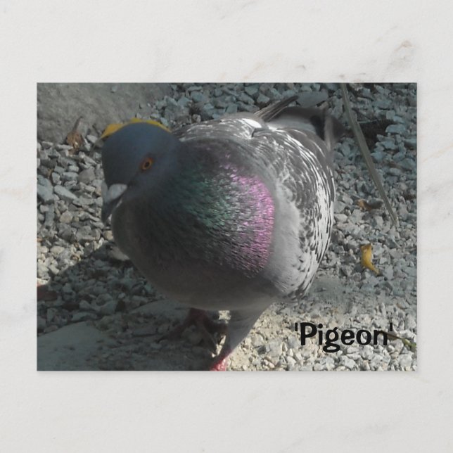 Gracful Pigeon Vykort (Framsida)