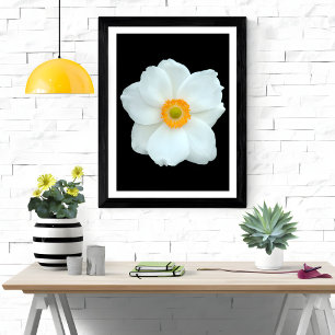 Gracful White Anemone Fototryck