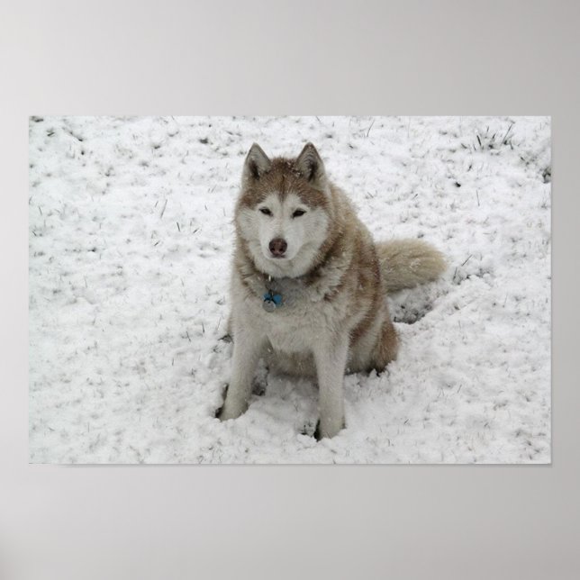 Gracie 1 poster (Framsidan)