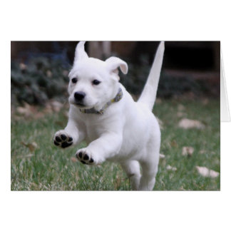 Gracie, Gulten (vit) Lab Hälsningskort
