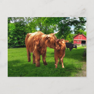 "Gracie & Her Calf"-vykort Vykort