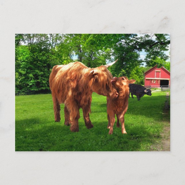 "Gracie & Her Calf"-vykort Vykort (Framsida)