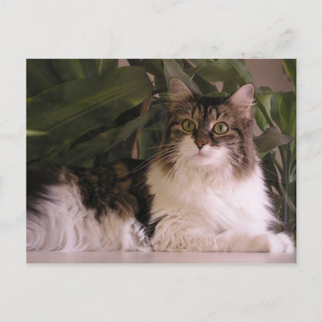 Gracie Vykort (Framsida)