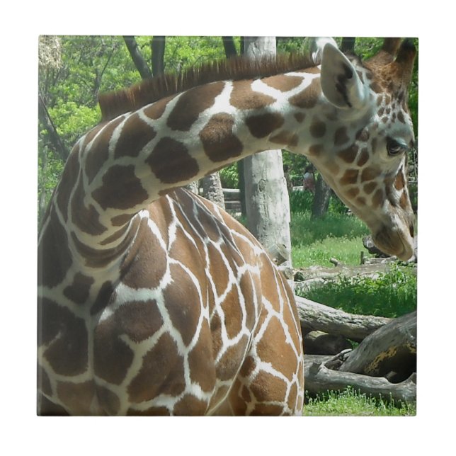 Graciös Giraff Kakelplatta (Framsidan)