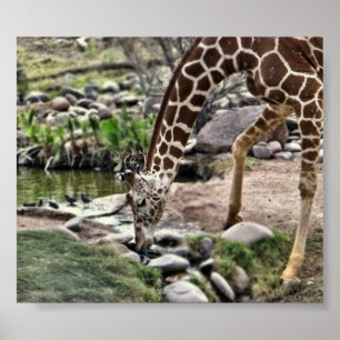 Gracious Giraffe print Poster