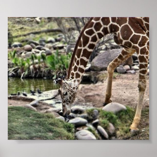 Gracious Giraffe print Poster (Framsidan)