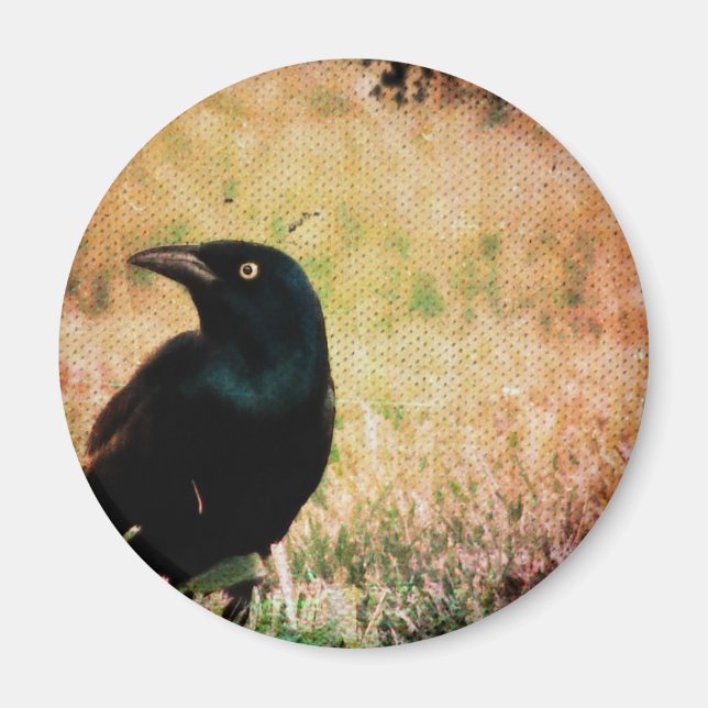 Grackar 3 magnet (Framsidan)