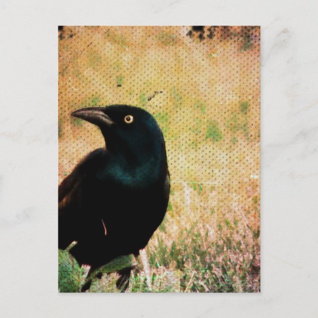 Grackar 3 vykort (Framsida)