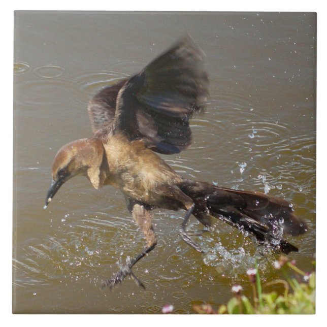 Grackle Bird går på vatten Tile Kakelplatta (Framsidan)