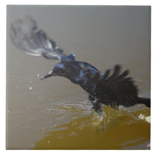 Grackle Bird Kråka som slår i vatten Tile Kakelplatta
