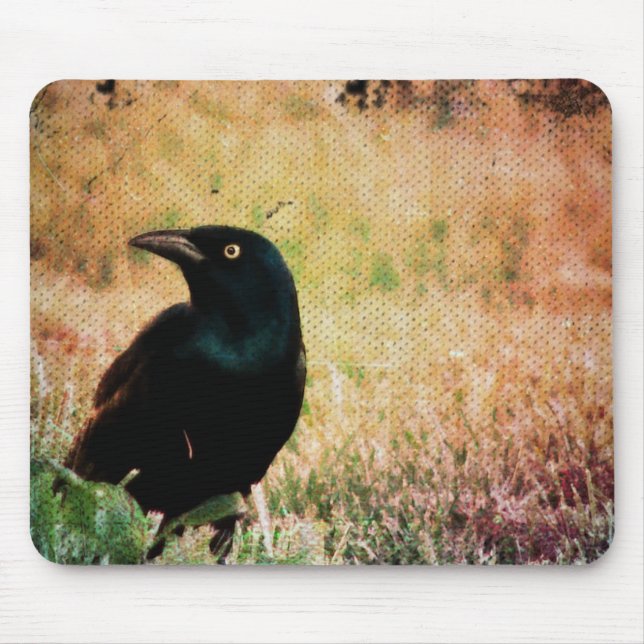Grackle Bird Musmatta (Framsidan)