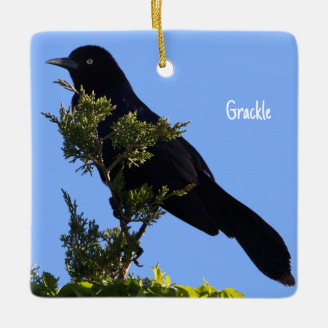 Grackle Bird Ornament (Framsida)