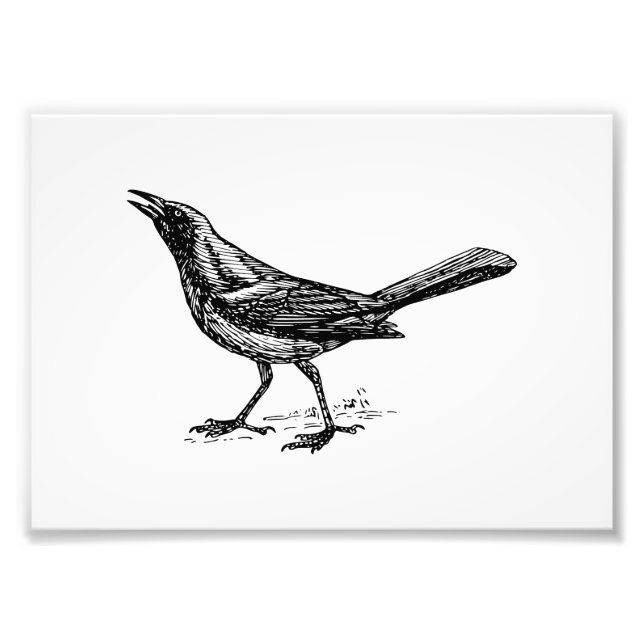 Grackle Bird Vintage Sketch Fototryck (Framsidan)