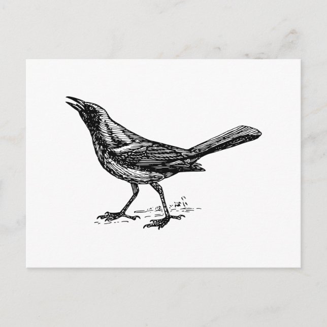 Grackle Bird Vintage Sketch Vykort (Framsida)