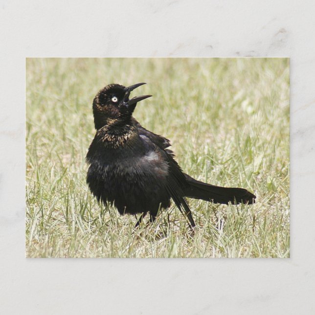 Grackle Photo Postcard Vykort (Framsida)