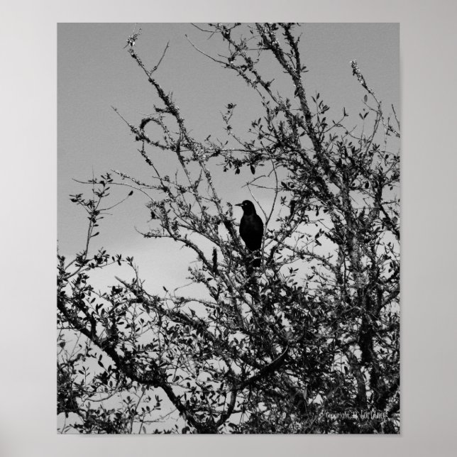 Grackle Poster (Framsidan)