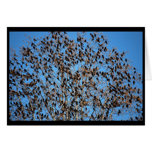 Grackles kort (Framsidan Horizontal)