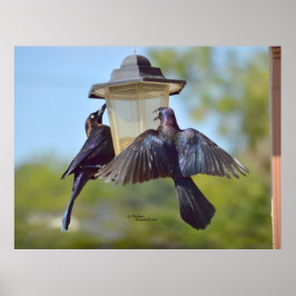 Grackles kråkor Bird Feeder Poster