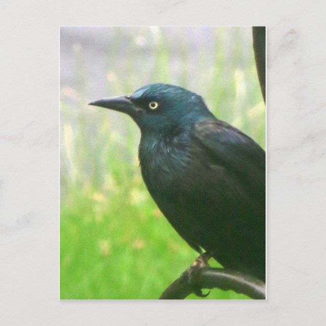 Grackprofil Vykort (Framsida)