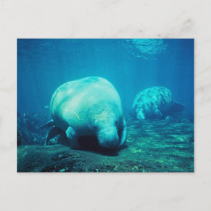 Gracnice Florida Manatees-postkort Vykort