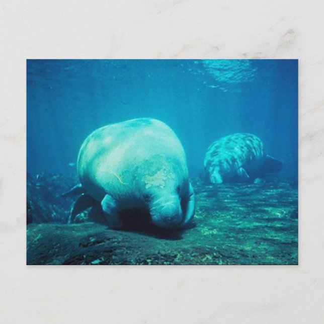 Gracnice Florida Manatees-postkort Vykort (Framsida)