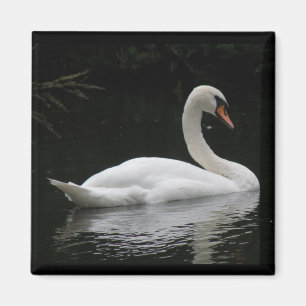 Gracous White Svan Magnet