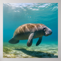 Gracval Manatee