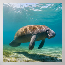 Gracval Manatee Poster