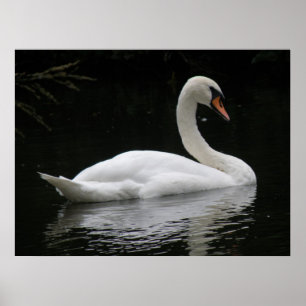 Gracval White Svan Poster