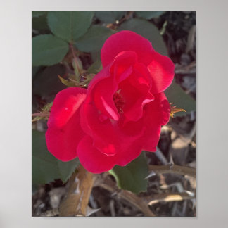 grådag Röd Blommig Tryck
