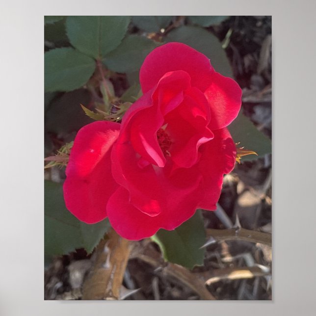 grådag Röd Blommig Tryck (Framsidan)