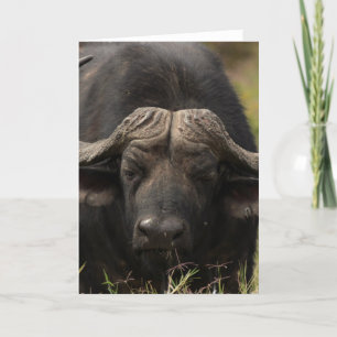 Gradering av Vatten Buffalo-hälsningskort Kort